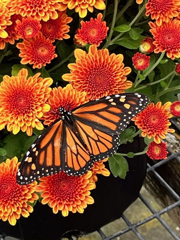 Monarch butterfly on orange chrysanthemums grown at Doris Greenhouse