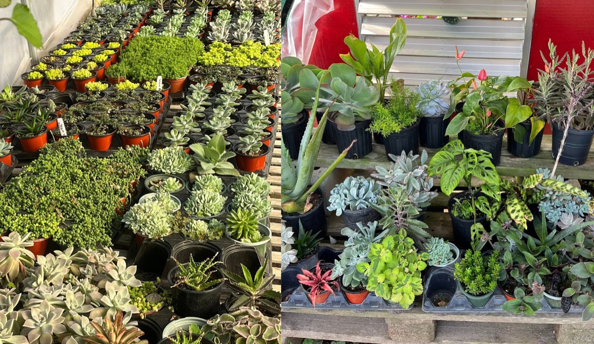 Tropical foliage, succulents, and houseplants displayed at Doris Greenhouse