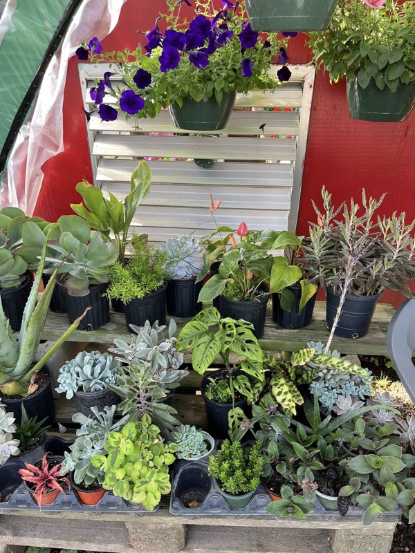 Variety of planters and potted plants available at Doris Greenhouse
