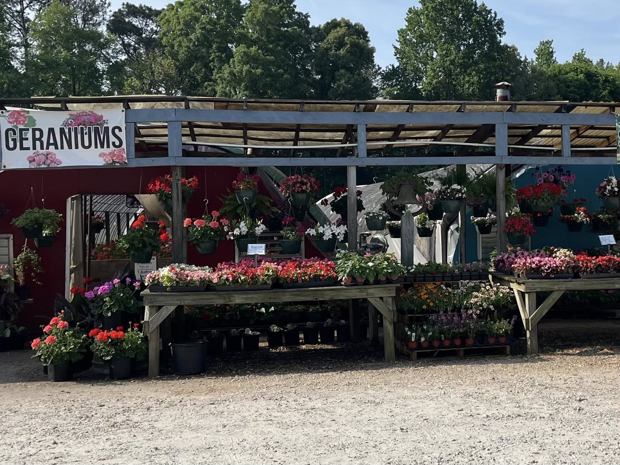 Colorful geranium display outside Doris Greenhouse in Greenwood, SC