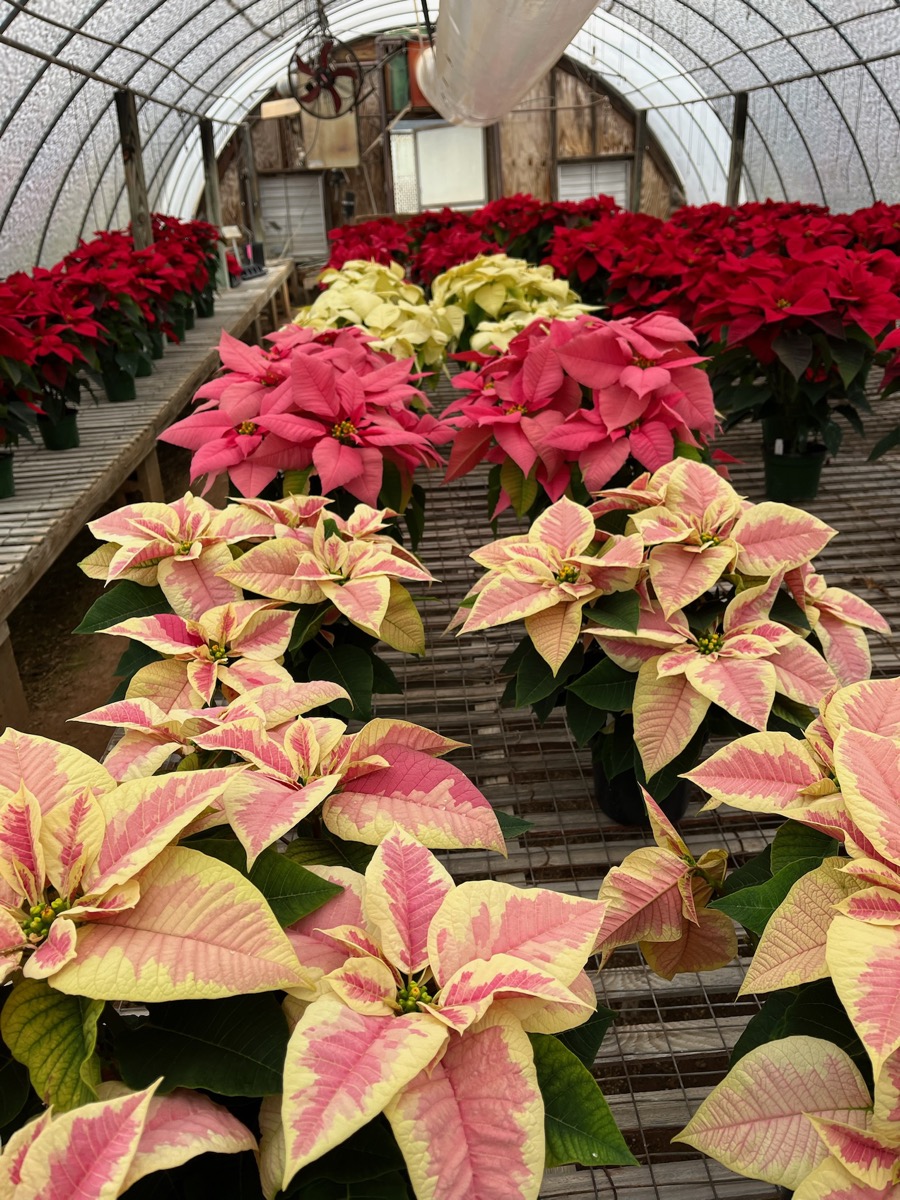Inside Doris Greenhouse — rows of colorful poinsettias filling the growing house