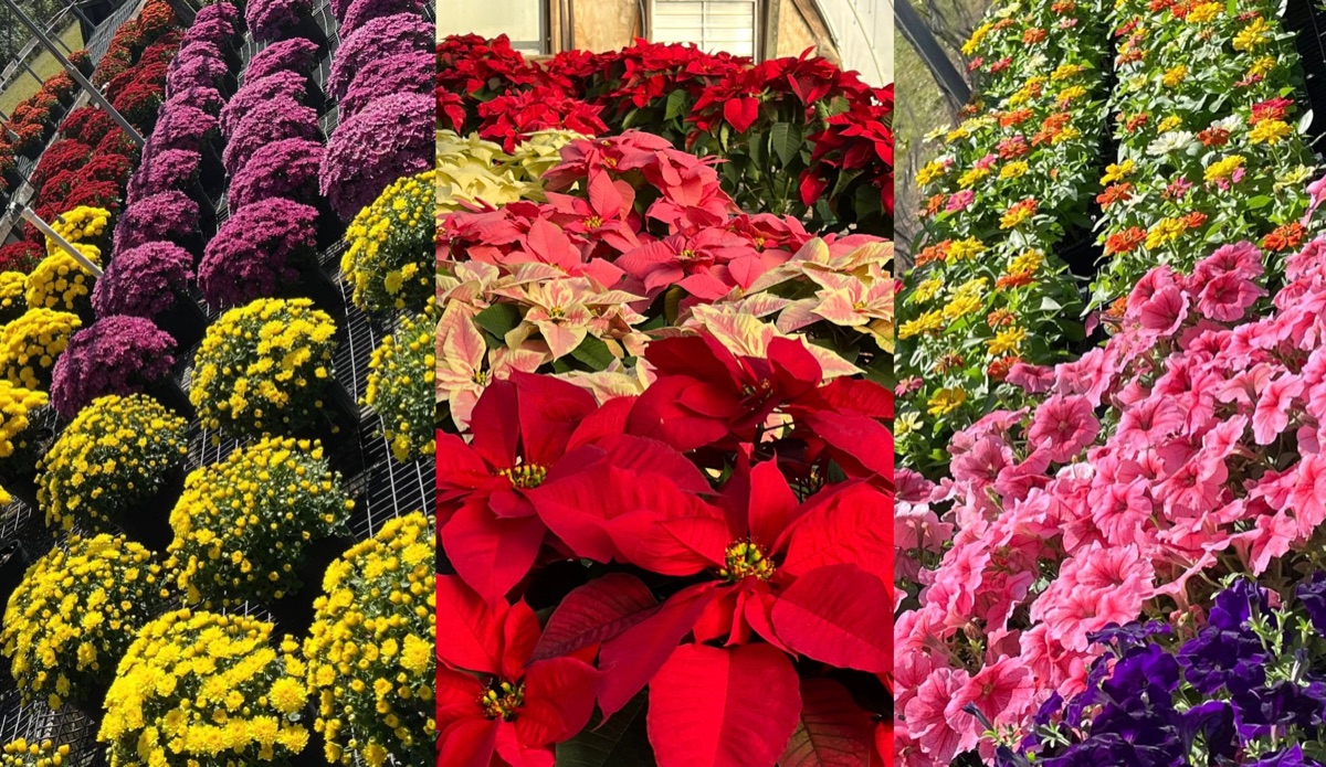 Seasonal flowers in bloom at Doris Greenhouse in Greenwood, SC